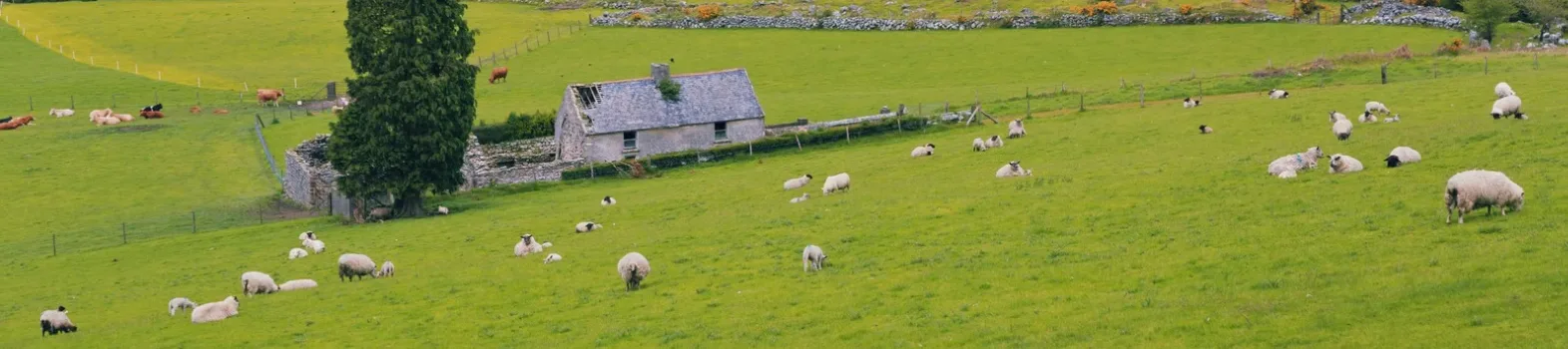 Irlandzkie łąki